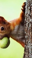 New mobile wallpapers - free download. Animals, Squirrel picture and image for mobile phones.