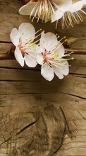 New mobile wallpapers - free download. Flowers, Background, Plants, Cherry picture and image for mobile phones.