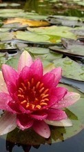 New mobile wallpapers - free download. Flowers, Water lilies, Plants, Water picture and image for mobile phones.