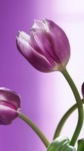 New 240x400 mobile wallpapers Plants, Flowers, Tulips free download.