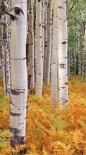 New 360x640 mobile wallpapers Landscape, Trees, Autumn, Birches free download.