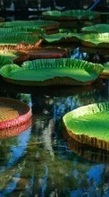 New mobile wallpapers - free download. Water lilies, Leaves, Landscape, Plants, Water picture and image for mobile phones.