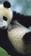 New 1280x800 mobile wallpapers Animals, Bears, Pandas free download.