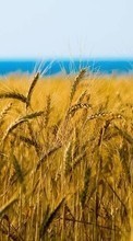 New 800x480 mobile wallpapers Landscape, Fields, Wheat free download.