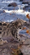 New 540x960 mobile wallpapers Animals, Snow leopard free download.