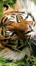 New 320x480 mobile wallpapers Animals, Tigers free download.
