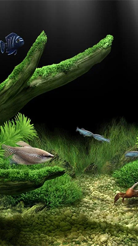 Download Aquarium by Red Stonz free Interactive livewallpaper for Android phone and tablet.