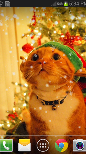 Download Christmas cat by live wallpaper HongKong free Animals livewallpaper for Android phone and tablet.