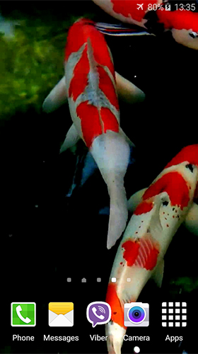Download Koi by Jacal Video Live Wallpapers free Animals livewallpaper for Android phone and tablet.
