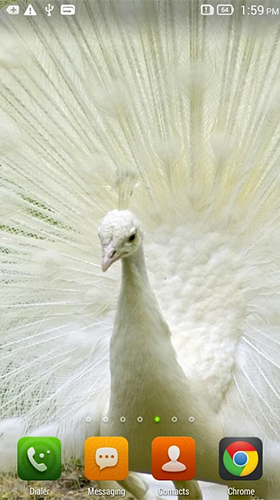 Download livewallpaper Queen peacock for Android.