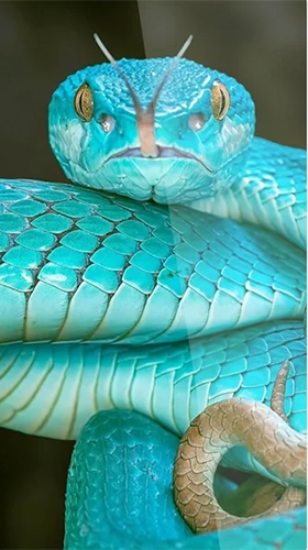 Download Snake by Premium Developer free Animals livewallpaper for Android phone and tablet.