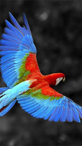 Download Talking parrot free Animals livewallpaper for Android phone and tablet.