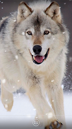 Download livewallpaper Wolf by orchid for Android.