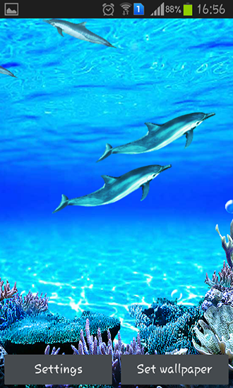 Download livewallpaper Dolphins sounds for Android.