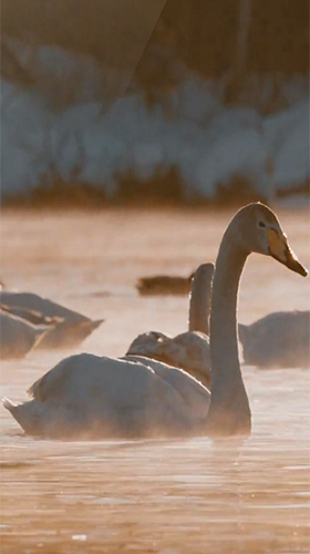 Swans by JimmyTummy apk - free download.
