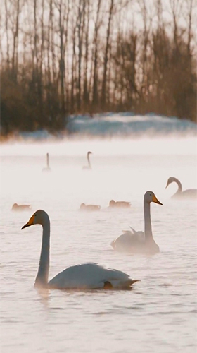 Screenshots of the live wallpaper Swans by JimmyTummy for Android phone or tablet.
