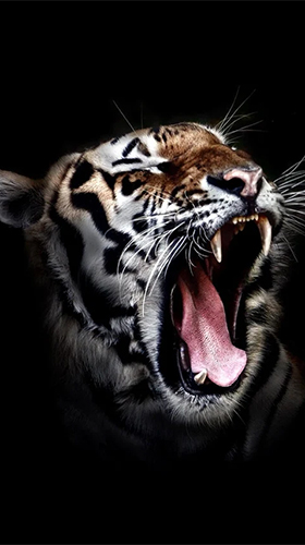 Screenshots of the live wallpaper Tigers by Live Wallpaper HD 3D for Android phone or tablet.