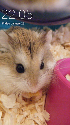 Full version of Android apk livewallpaper Hamster for tablet and phone.