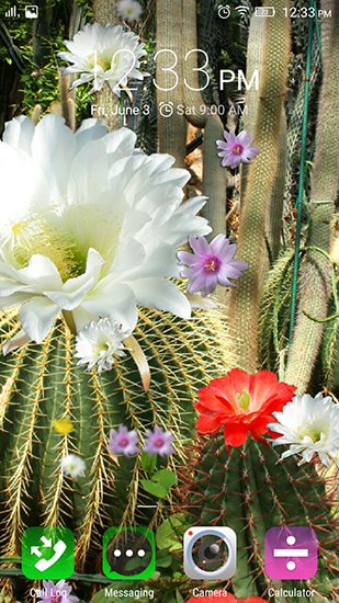Full version of Android apk livewallpaper Cactus flowers for tablet and phone.