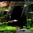 Download live wallpaper Aquarium by minatodev for free and Spring cat for Android phones and tablets .