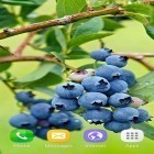 Download live wallpaper Berries for free and Egypt 3D for Android phones and tablets .