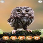 Download live wallpaper Bird sounds for free and Cat by Fantastic Live Wallpapers for Android phones and tablets .