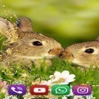 Download live wallpaper Bunnies for free and Cute lovers for Android phones and tablets .