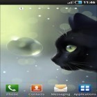 Download live wallpaper Curious Cat for free and Blue by Niceforapps for Android phones and tablets .