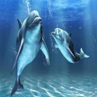 Download live wallpaper Dolphins 3D by Mosoyo for free and Color pictures for Android phones and tablets .