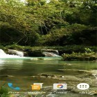 Download live wallpaper Forest stream for free and Cactus flowers for Android phones and tablets .