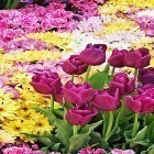 Download live wallpaper Garden flowers for free and Pink by Niceforapps for Android phones and tablets .