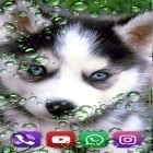 Download live wallpaper Husky by SweetMood for free and Cute lovers for Android phones and tablets .