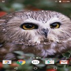 Download live wallpaper Owl by MISVI Apps for Your Phone for free and Army for Android phones and tablets .