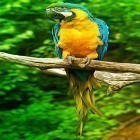 Download live wallpaper Parrot by Live Animals APPS for free and Motocross for Android phones and tablets .