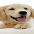 Download live wallpaper Puppies for free and Amazing Land for Android phones and tablets .