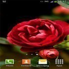 Download live wallpaper Roses by Cute Live Wallpapers And Backgrounds for free and Moonlight by Fantastic Live Wallpapers for Android phones and tablets .