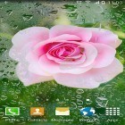 Download live wallpaper Roses by Live Wallpapers 3D for free and Despicable me 2 for Android phones and tablets .