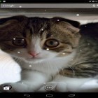 Download live wallpaper Scottish fold cat for free and Despicable me 2 for Android phones and tablets .