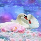 Download live wallpaper Swans by SweetMood for free and Motocross for Android phones and tablets .