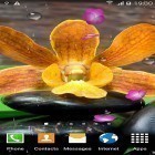 Download live wallpaper Zen garden by BlackBird Wallpapers for free and Motocross for Android phones and tablets .