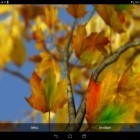 Download live wallpaper Autumn leaves 3D by Alexander Kettler for free and Cute princess by Free Wallpapers and Backgrounds for Android phones and tablets .