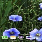 Download live wallpaper Blue flowers by Jacal video live wallpapers for free and Cute princess by Free Wallpapers and Backgrounds for Android phones and tablets .