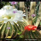 Download live wallpaper Cactus flowers for free and Cute profile for Android phones and tablets .