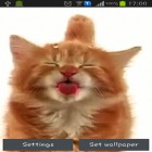 Download live wallpaper Cat licking screen for free and New Year candles for Android phones and tablets .