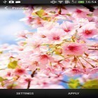 Download live wallpaper Cherry blossom for free and Hearts by Kittehface Software for Android phones and tablets .