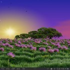 Download live wallpaper Clover field for free and Halloween evening 3D for Android phones and tablets .