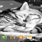Download live wallpaper Cute cats for free and Cute profile for Android phones and tablets .