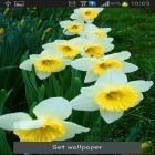 Download live wallpaper Daffodils for free and Autumn little owl for Android phones and tablets .