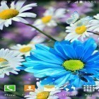 Download live wallpaper Daisies by Live wallpapers 3D for free and Cars clock for Android phones and tablets .