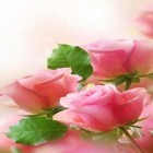 Download live wallpaper Flowers for free and Hearts by Kittehface Software for Android phones and tablets .